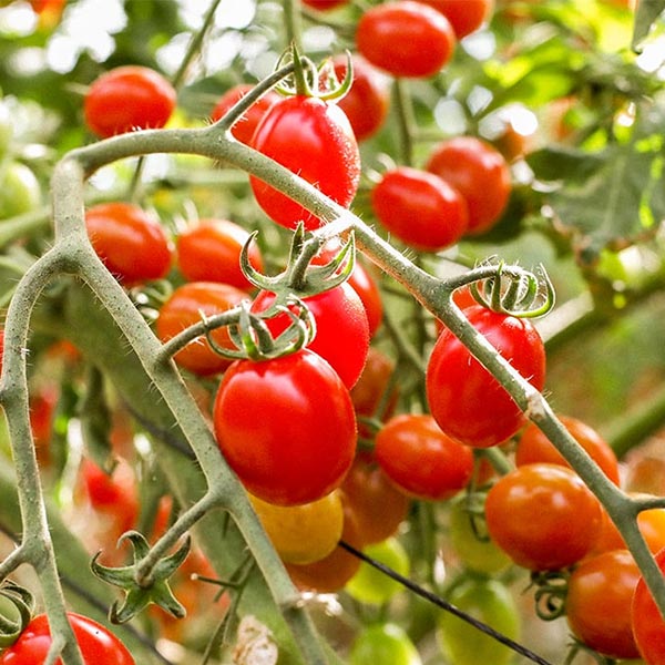 Tomate Cherry 250gr Huarochirí - Vacas Felices